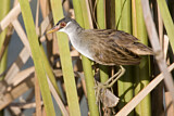 Image. Weißbrauen-Sumpfhuhn