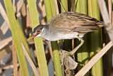 Image. Weißbrauen-Sumpfhuhn