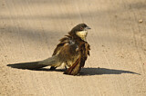 Image. Weißbrauenkuckuck