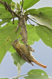 Image. Weißbrillen-Blattspäher