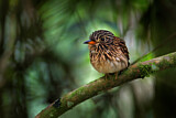 Image. Weißbrust-Faulvogel