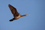 Image. Weißbrustkormoran