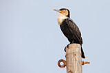 Image. Weißbrustkormoran