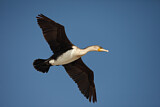 Image. Weißbrustkormoran