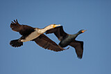 Image. Weißbrustkormoran