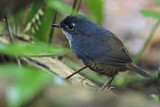 Image. Weißbrusttapaculo