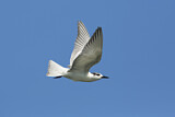 Image. Weißflügel-Seeschwalbe