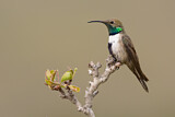 Image. Weißflanken-Andenkolibri