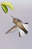 Image. Weißflanken-Andenkolibri