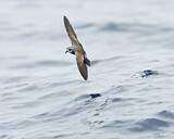 Image. Weißgesicht-Sturmschwalbe