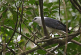 Image. Weißhalsbussard