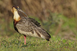 Image. Weißhalsibis