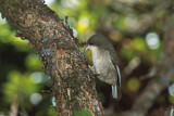 Image. Weißkehl-Kleidervogel