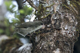 Image. Weißkehl-Kleidervogel