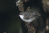 Image. Weißkehl-Kleidervogel