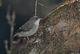 Image. Weißkehl-Kleidervogel