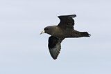 Image. Weißkinn-Sturmvogel