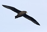 Image. Weißkinn-Sturmvogel
