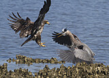 Image. Weißkopf-Seeadler & Kanadareiher