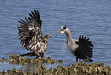 Image. Weißkopf-Seeadler & Kanadareiher