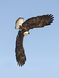 Image. Weißkopf-Seeadler