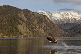 Image. Weißkopf-Seeadler