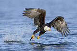 Image. Weißkopf-Seeadler