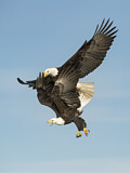 Image. Weißkopf-Seeadler