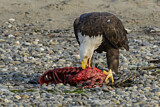 Image. Weißkopf-Seeadler