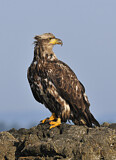 Image. Weißkopf-Seeadler