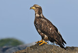 Image. Weißkopf-Seeadler