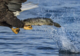 Image. Weißkopf-Seeadler