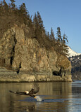 Image. Weißkopf-Seeadler