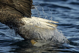 Image. Weißkopf-Seeadler