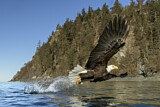 Image. Weißkopf-Seeadler