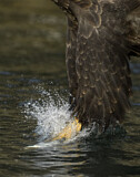 Image. Weißkopf-Seeadler