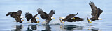 Image. Weißkopf-Seeadler