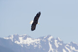 Image. Weißkopf-Seeadler