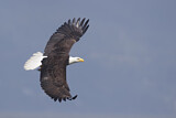 Image. Weißkopf-Seeadler
