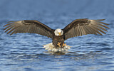 Image. Weißkopf-Seeadler