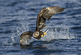 Image. Weißkopf-Seeadler