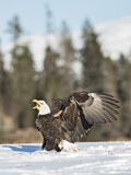 Image. Weißkopf-Seeadler