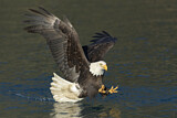 Image. Weißkopf-Seeadler