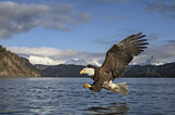 Image. Weißkopf-Seeadler