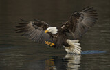 Image. Weißkopf-Seeadler