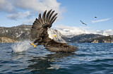 Image. Weißkopf-Seeadler