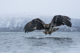 Image. Weißkopf-Seeadler