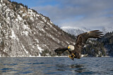 Image. Weißkopf-Seeadler