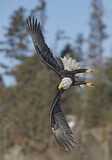Image. Weißkopf-Seeadler