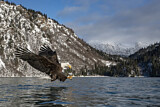 Image. Weißkopf-Seeadler